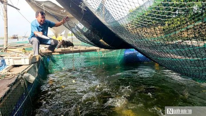 Cá lồng nuôi trên sông ở thôn Cồn Sẻ được đánh giá là ngon hơn cá nuôi ở những nơi khác nên được người dân rất ưa chuộng.