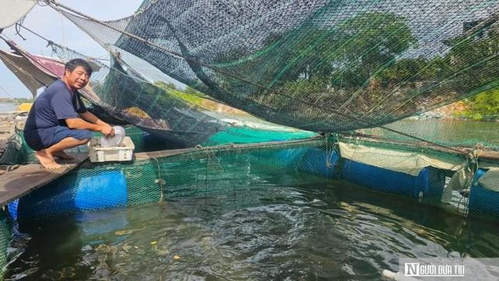 Gia đình anh Mai Tuyến nuôi cá lồng theo mô hình thâm canh.
