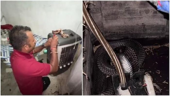 Con rắn hổ mang dài 1,5 mét cuộn tròn bên trong chiếc quạt điều hòa. Ảnh: India today