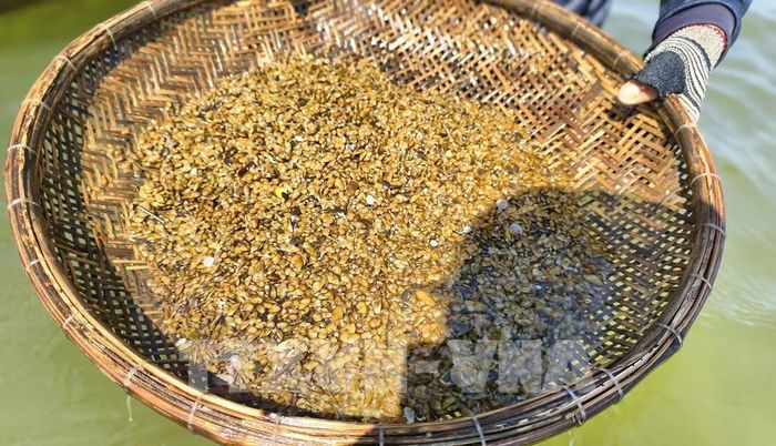 Don là loài nhuyễn thể vỏ hai mảnh, họ hến, sống ẩn mình dưới lớp bùn, cát bồi khi vực giữa lòng sông. Ảnh: Phạm Cường-TTXVN