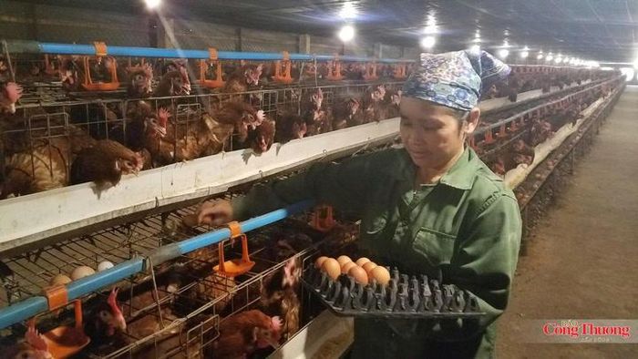 Phát thải khí nhà kính từ ngành chăn nuôi đang trở thành thách thức tại nhiều quốc gia.