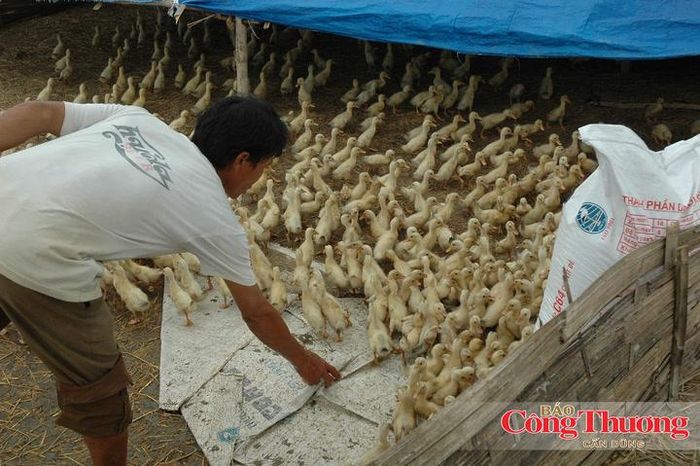Hai nguồn phát thải chính là từ quá trình lên men đường tiêu hóa ở gia súc nhai lại và hoạt động quản lý, xử lý chất thải chăn nuôi.