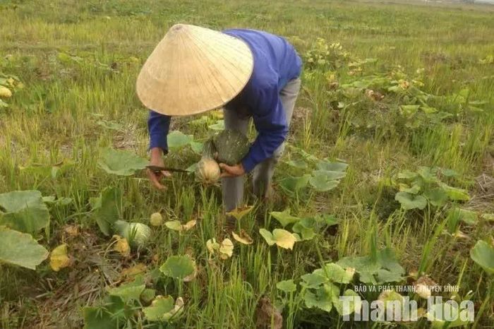 Mẹ gom từng quả bầu sạch để gửi lên phố cho con...