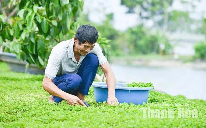Cây rau má trên vùng đất Thọ Long.