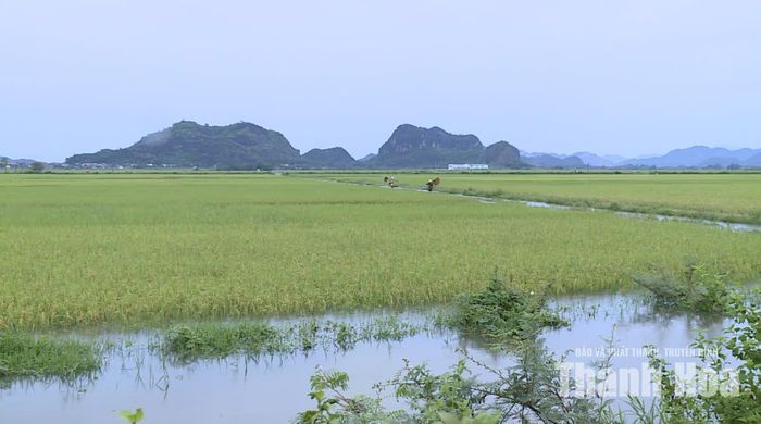 40 ha lúa chuẩn bị thu hoạch của xã Tây Đô đang được tiêu tự chảy qua cống tiêu Cầu Mư.