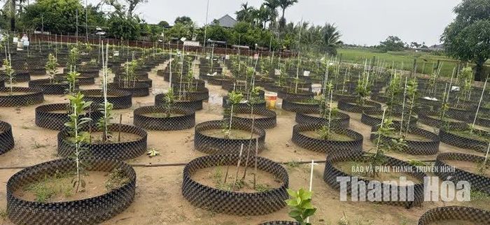 Cây giống hồng tứ quý Vạn Lộc được ươm trồng tại nhà vườn với phương pháp chiết rễ từ cây mẹ.