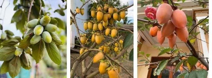 Vẻ đẹp đặc trưng của hồng tứ quý Vạn Lộc qua các sắc độ.