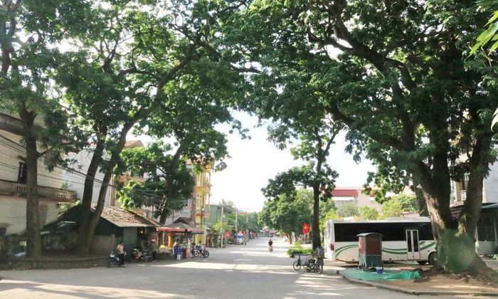  "Rừng Ngang" với những cây lim cổ thụ giữa thôn Kiều Na (xã Liên Bão). 