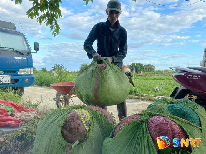Ông Trần Văn Xuyến thu gom rau cho thương lái cân và chở đi. Ảnh: HOÀNG LIÊN