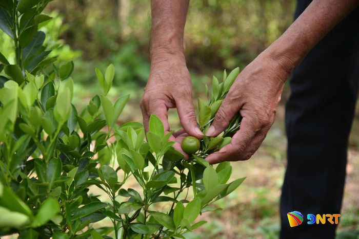 Những cây quất đã phát triển tốt tại vùng cao Hòa Bắc sau thời gian gieo trồng. Ảnh: XUÂN DŨNG