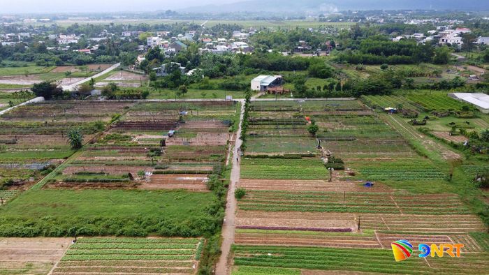 Vùng sản xuất rau an toàn Túy Loan (xã Hòa Vang). Ảnh: XUÂN SƠN