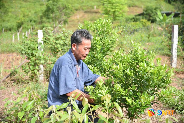Vườn quất không hạt của ông Nguyễn Nhân (tổ dân phố Nam Yên, phường Hải Vân). Ảnh: XUÂN DŨNG