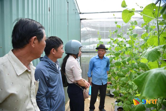 Nông dân tham quan, trao đổi kinh nghiệm về mô hình trồng dưa lưới tại Hợp tác xã Dịch vụ sản xuất và tiêu thụ rau an toàn Túy Loan. Ảnh: XUÂN DŨNG
