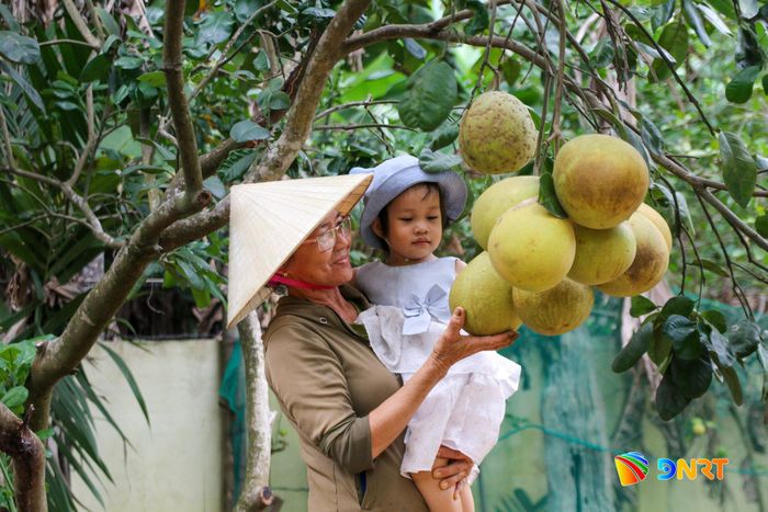 Những vườn cây trái sum xuê là điểm thu hút du khách của làng Đại Bình mỗi dịp lễ hội. Ảnh: HOÀNG ĐẠO