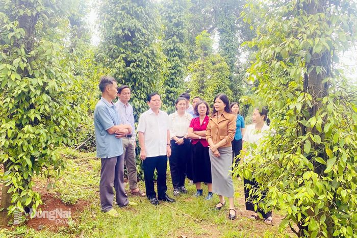 Lãnh đạo Hội Nông dân thành phố tham quan vườn tiêu  của một hộ nông dân sản xuất, kinh doanh giỏi tại xã Sông Ray.