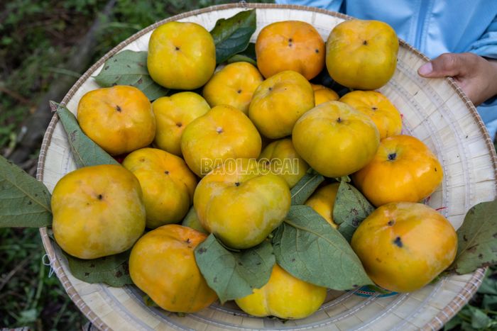 Đằng sau mỗi mùa quả ngọt là quá trình chăm sóc và niềm mong đợi của người trồng hồng Mường Khương.