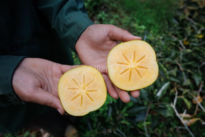 Hồng giòn Mường Khương đặc ruột, không hạt, vị ngọt thanh, thơm dịu và nổi bật bởi độ giòn khi thưởng thức.