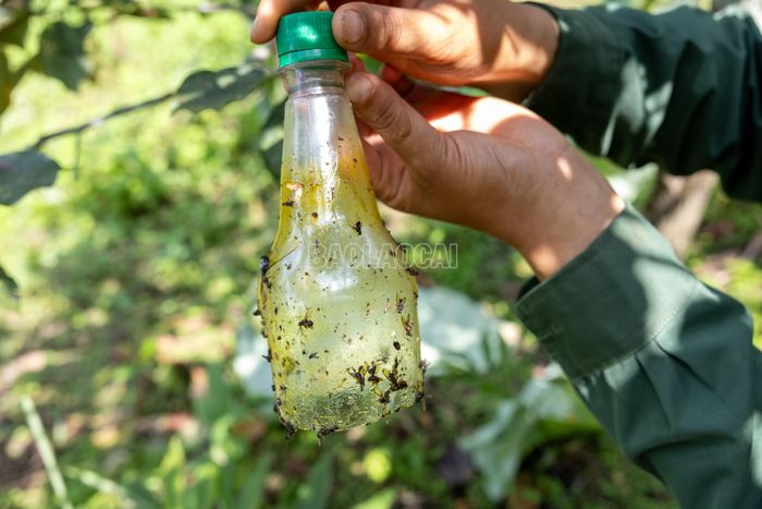 Chai nhựa đã qua sử dụng được người dân tận dụng làm bẫy sinh học để phòng trừ sâu bọ, ruồi vàng gây hại.