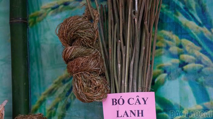 Cây lanh là nguyên liệu dệt nên những tấm vải chàm để may thành trang phục truyền thống của người Mông xanh xã Nậm Xé.