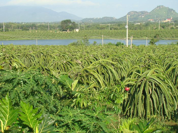 Trang trại thanh long nằm cạnh hồ chứa nước trên địa bàn xã Tân Lập