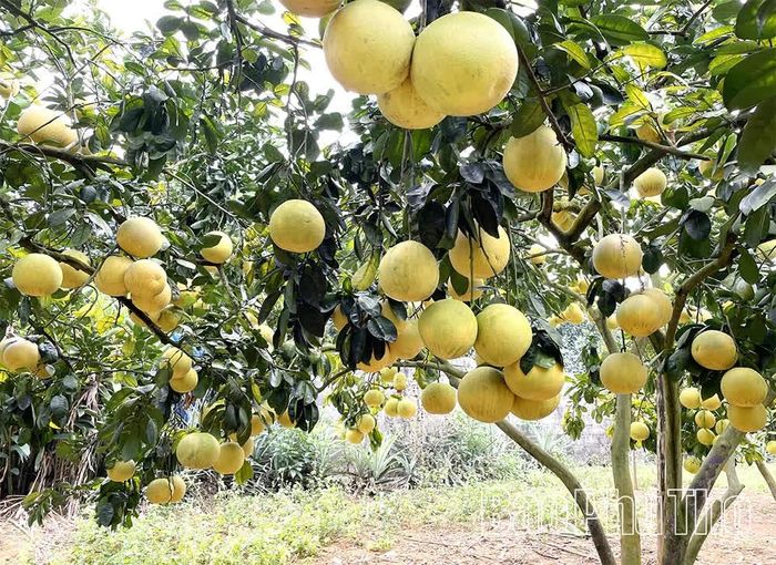 Áp dụng khoa học kỹ thuật, chuyển đổi số trong sản xuất và tiêu thụ sản phẩm đã mang lại hiệu quả kinh tế cao ở những diện tích trồng bưởi đặc sản của xã Chân Mộng.