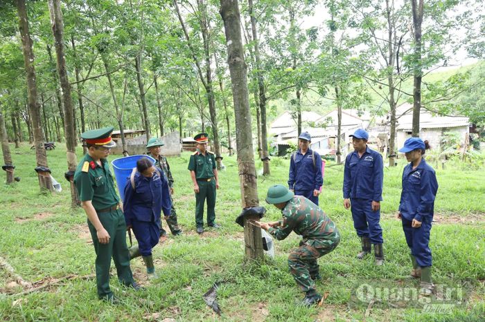 Công nhân Đoàn KTQP 79 trao đổi, học tập về kinh nghiệm khai thác mủ cao su hiệu quả - Ảnh: V.M