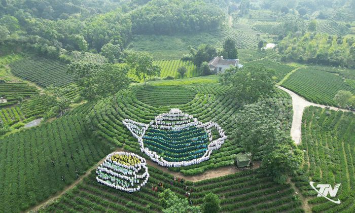 Tăng cường ứng dụng chuyển đổi số để quảng bá vùng chè Vô Tranh.