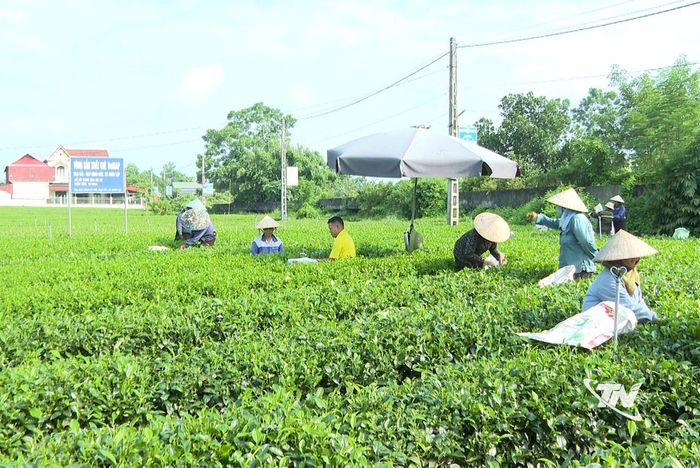 Chuyển đổi số được thực hiện trong mọi quy trình sản xuất trà.