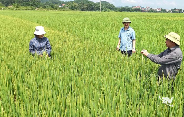 Cán bộ phường Phổ Yên thăm đồng tại tổ dân phố Tân Trung.