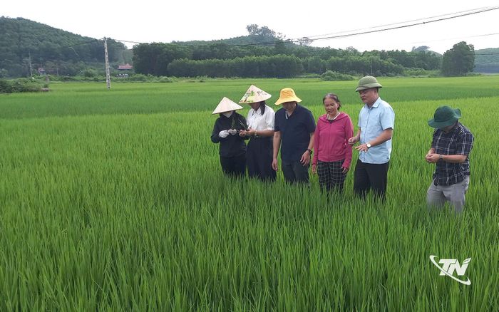Chi cục Trồng trọt và Bảo vệ thực vật tỉnh kiểm tra sâu bệnh tại cánh đồng của xã Nam Hòa.