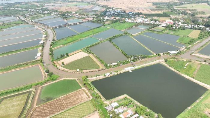Phú Tân có điều kiện phát triển các vùng nông nghiệp tập trung, chuyên canh.
