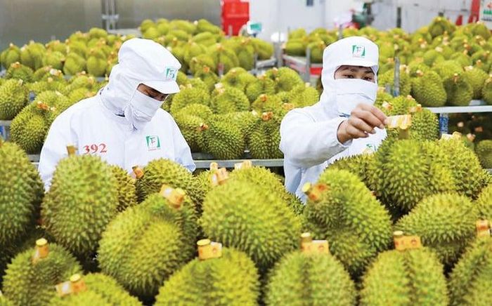 Xuất khẩu rau quả tiếp tục vượt 1 tỷ USD.