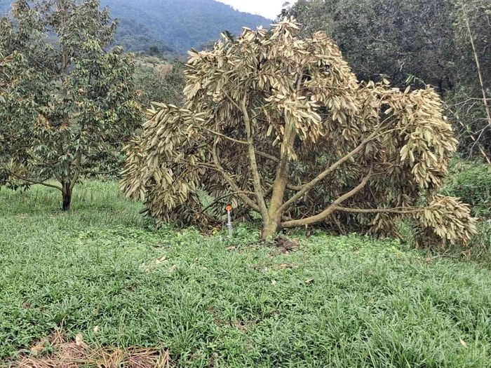 Tại xã Đạ Huoai khoảng 0,7 ha sầu riêng bị ngập úng và hơn 200 cây sầu riêng đang trong giai đoạn kinh doanh bị gãy, đổ (Ảnh: C.H)