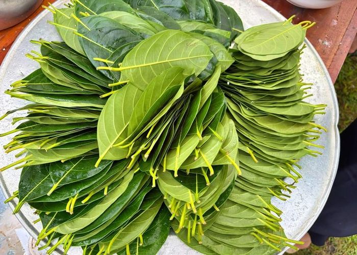 Lá mít - lá cây vườn nhà an lành được đồng bào Khmer dùng để làm bánh lá mít. Ảnh: Thu Lê