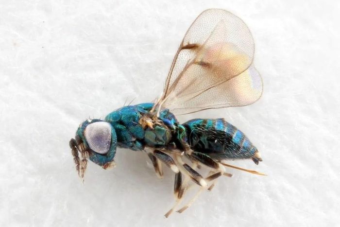 Ong ký sinh Neochrysocharis formosa , kẻ thù của sâu đục lá hình rắn ở Mỹ. Ảnh: Bảo tàng Lịch sử Tự nhiên, London
