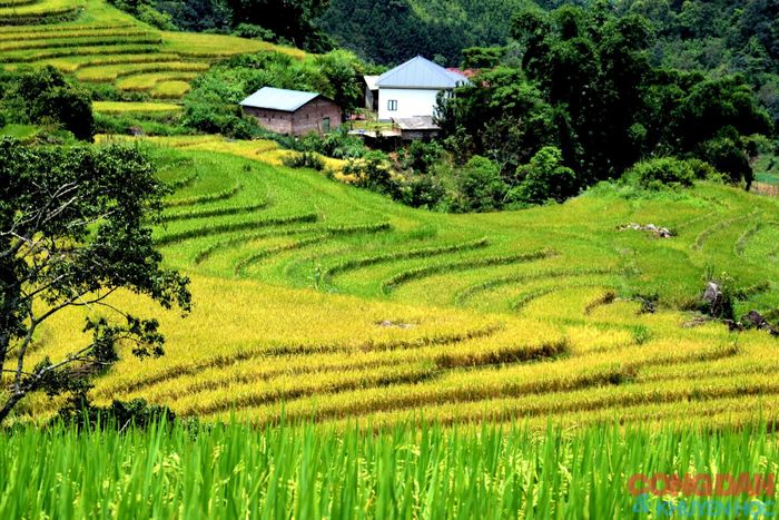 Mùa vàng ở Sim San, Y Tý hấp dẫn du khách trải nghiệm. Ảnh: Quốc Hồng