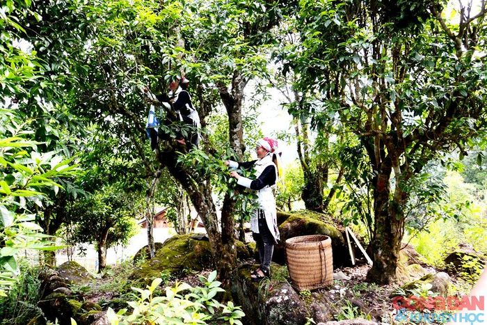 Rừng chè Shan Tuyết cổ thụ ở thôn Sim San, xã Y Tý. Ảnh: Lào Cai
