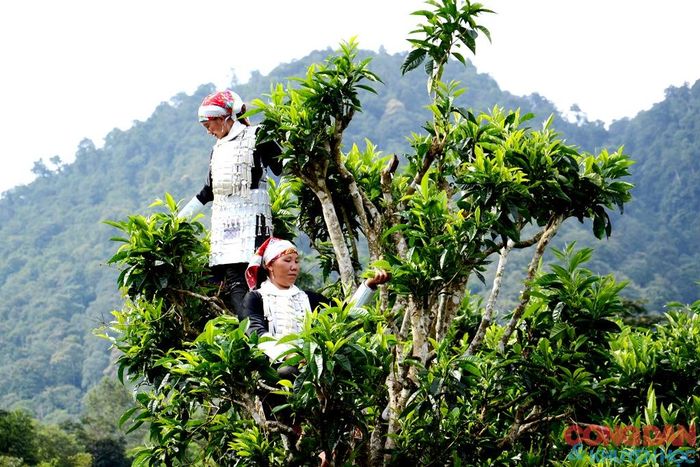 Thu hái chè Shan Tuyết cổ thụ. Ảnh: Quốc Hồng