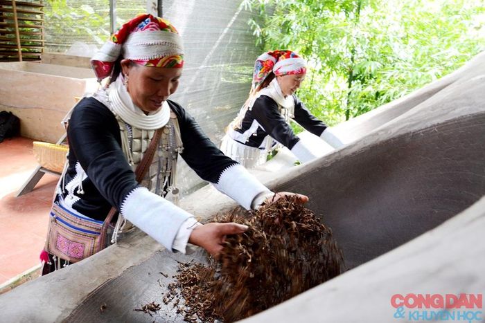 Phụ nữ người dân tộc Dao sao sấy chè thủ công, đóng gói sản phẩm bán cho người tiêu dùng. Ảnh: Quốc Hồng 