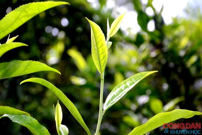 Búp trà tươi non và chất lượng cao, an toàn. Ảnh: Quốc Hồng