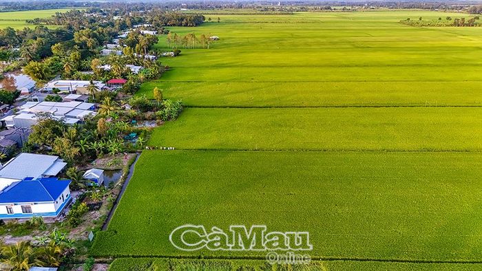 Cánh đồng lúa phát thải thấp tại HTX Dịch vụ Nông nghiệp Kinh Dớn, ấp Kinh Dớn, xã Đá Bạc.