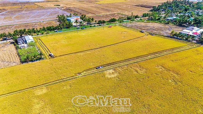 Cánh đồng lúa hữu cơ ấp Phong Thạnh Đông, phường Láng Tròn.