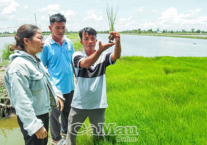 Vùng lúa tôm đạt chứng nhận Quốc tế ASC thuộc xã Biển Bạch (Mô hình tại hộ anh Phan Văn Hiếu, ấp Quyền Thiện).