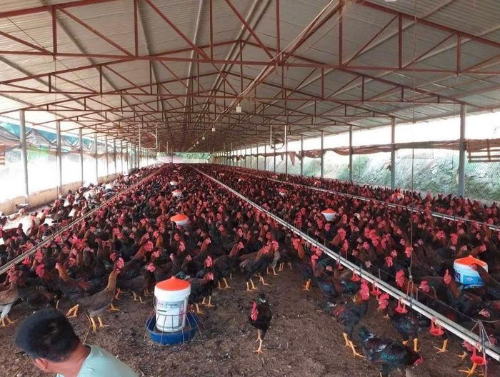 Chăm sóc đàn gia cầm.
