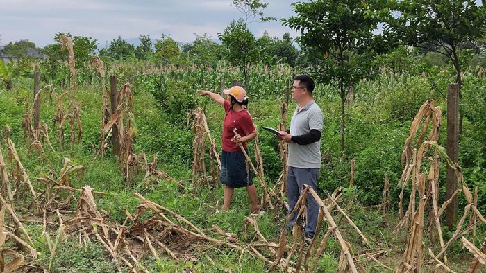 Những trường hợp khó, cán bộ sẽ phải thực địa cùng người dân đối chiếu trên từng mảnh đất. Ảnh: PV