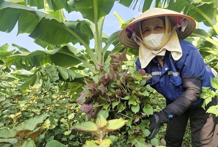 Cây tía tô được trồng xen dưới cây chuối vùng ngoài đê sông Hồng ở xã Phú Xuyên góp phần nâng cao hiệu quả kinh tế trên đơn vị canh tác. Ảnh: PV