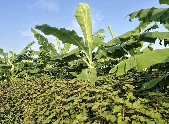 Xã Phú Xuyên hiện có khoảng 34,1 ha cây dược liệu, chủ yếu được trồng ở vùng đồng bãi phù sa ngoài đê sông Hồng. Ảnh: PV