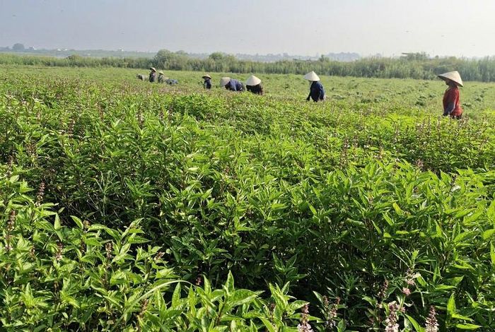 Thu hoạch nhanh gọn cây dược liệu vùng ngoài đê sông Hồng là yếu tố quan trọng để bảo vệ thành quả sản xuất trước diễn biến phức tạp, khó lường của mưa bão. Ảnh: PV