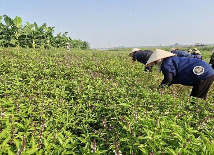 Mở rộng diện tích, nâng cao chất lượng, giá trị cây dược liệu ở xã Phú Xuyên góp phần thúc đẩy phát triển kinh tế nông nghiệp bền vững. Ảnh: PV