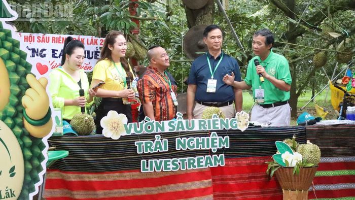 Lãnh đạo xã Ea Knuếc và các những người tham gia livestream, doanh nghiệp thu mua sầu riêng giới thiệu, trao đổi về chất lượng sầu riêng Ea Knuếc. (Ảnh: Nguyễn Công Lý)